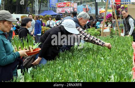 (180211) -- HONG KONG, 11 febbraio 2018 -- la gente seleziona il narciso durante la Lunar New Year Fair del 2018 al Victoria Park, nel sud della Cina, Hong Kong, 10 febbraio 2018. La fiera di sette giorni che è iniziata sabato attira un gran numero di persone da visitare. ) (ly) CHINA-HONG KONG-LUNAR NEW YEAR FESTIVAL-FAIR LixPeng PUBLICATIONxNOTxINxCHN Foto Stock
