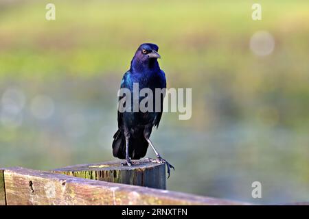 Barca-tailed grackle Foto Stock