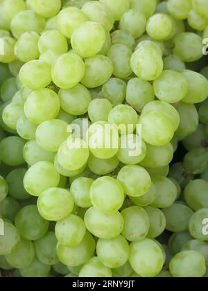 Thompson Grapes in vendita al mercato agricolo locale Foto Stock