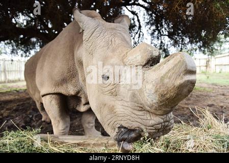 Bilder des Tages (180312) -- PECHINO, 12 marzo 2018 -- foto scattata il 18 aprile 2015 mostra il Sudan, l'ultimo rinoceronte bianco del nord maschile al mondo, che mangia all'Ol Pejeta Conservancy di Nanyuki, Kenya. L'unico rinoceronte bianco del nord del mondo rimasto si è scontrato con una malattia potenzialmente letale. Il mammifero gigante di terra di 45 anni, affettuosamente chiamato Sudan, è stato protetto presso la Ol Pejeta Conservancy nella contea settentrionale del Kenya di Laikipia, e ultimamente ha sofferto di un'infezione sulla gamba posteriore destra, minando la sua capacità di vagare e foraggiarsi. Non c'e' stato nessun io significativo Foto Stock