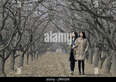 (180324) -- XINGTAI, 24 marzo 2018 -- le persone visitano un campo di albicocche per godersi il paesaggio primaverile nel villaggio Xihanzhuang di Julu Township nella contea di Julu, nella provincia di Hebei nella Cina settentrionale, 24 marzo 2018. ) (dhf) CHINA-HEBEI-SPRING-BLOSSOMS (CN) MuxYu PUBLICATIONxNOTxINxCHN Foto Stock