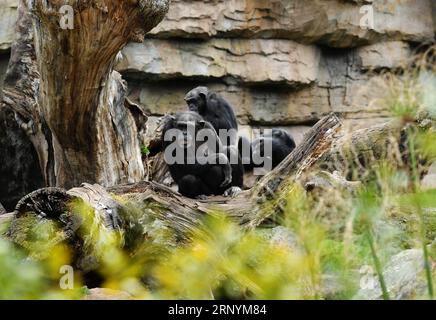 (180326) -- VALENCIA, 26 marzo 2018 -- Bonobos are seen at the bioparc zoo di Valencia, Spagna, 25 marzo 2018. )(jmmn) SPAIN-VALENCIA-BIOPARC ZOO GuoxQiuda PUBLICATIONxNOTxINxCHN Foto Stock