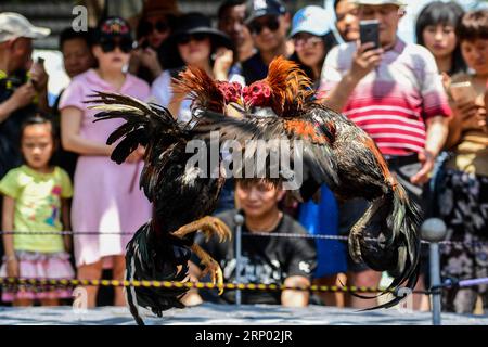 (180414) -- XISHUANGBANNA, 14 aprile 2018 -- i Roosters combattono durante uno spettacolo di combattimento di galli nella città di Jinghong, prefettura autonoma di dai di Xishuangbanna, provincia dello Yunnan della Cina sud-occidentale, 13 aprile 2018. I combattimenti di galli vengono eseguiti qui a Jinghong per celebrare il nuovo anno del gruppo etnico dai. ) (Xzy) CHINA-YUNNAN-COCKFIGHT (CN) HuxChao PUBLICATIONxNOTxINxCHN Foto Stock