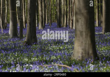 (180417) -- HALLE (BELGIO), 17 aprile 2018 -- foto scattata il 17 aprile 2018 mostra campane nel bosco di Halle, a Halle, in Belgio. Il legno di Halle è noto per le sue campane che sono in fiore per alcune settimane in primavera. BELGIUM-HALLE-SPRING-BLUEBELLS YexPingfan PUBLICATIONxNOTxINxCHN Foto Stock