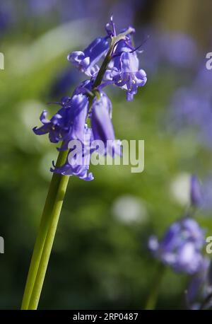 (180417) -- HALLE (BELGIO), 17 aprile 2018 -- foto scattata il 17 aprile 2018 mostra campane nel bosco di Halle, a Halle, in Belgio. Il legno di Halle è noto per le sue campane che sono in fiore per alcune settimane in primavera. BELGIUM-HALLE-SPRING-BLUEBELLS YexPingfan PUBLICATIONxNOTxINxCHN Foto Stock