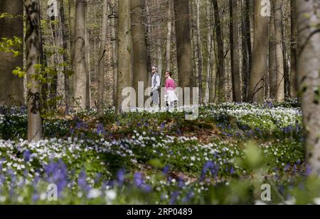 (180417) -- HALLE (BELGIO), 17 aprile 2018 -- le persone visitano il bosco di Halle, a Halle, Belgio, 17 aprile 2018. Il legno di Halle è noto per le sue campane che sono in fiore per alcune settimane in primavera. BELGIUM-HALLE-SPRING-BLUEBELLS YexPingfan PUBLICATIONxNOTxINxCHN Foto Stock