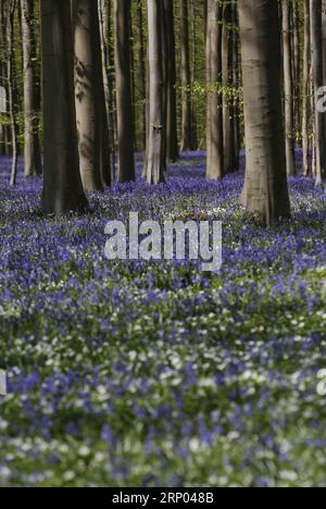 (180417) -- HALLE (BELGIO), 17 aprile 2018 -- foto scattata il 17 aprile 2018 mostra campane nel bosco di Halle, a Halle, in Belgio. Il legno di Halle è noto per le sue campane che sono in fiore per alcune settimane in primavera. BELGIUM-HALLE-SPRING-BLUEBELLS YexPingfan PUBLICATIONxNOTxINxCHN Foto Stock