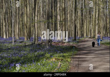 (180417) -- HALLE (BELGIO), 17 aprile 2018 -- Una donna visita il bosco di Halle, a Halle, in Belgio, 17 aprile 2018. Il legno di Halle è noto per le sue campane che sono in fiore per alcune settimane in primavera. BELGIUM-HALLE-SPRING-BLUEBELLS YexPingfan PUBLICATIONxNOTxINxCHN Foto Stock