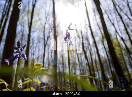 (180417) -- HALLE (BELGIO), 17 aprile 2018 -- foto scattata il 17 aprile 2018 mostra campane nel bosco di Halle, a Halle, in Belgio. Il legno di Halle è noto per le sue campane che sono in fiore per alcune settimane in primavera. BELGIUM-HALLE-SPRING-BLUEBELLS YexPingfan PUBLICATIONxNOTxINxCHN Foto Stock