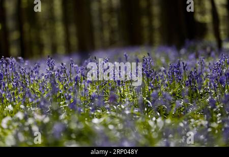 (180417) -- HALLE (BELGIO), 17 aprile 2018 -- foto scattata il 17 aprile 2018 mostra campane nel bosco di Halle, a Halle, in Belgio. Il legno di Halle è noto per le sue campane che sono in fiore per alcune settimane in primavera. BELGIUM-HALLE-SPRING-BLUEBELLS YexPingfan PUBLICATIONxNOTxINxCHN Foto Stock