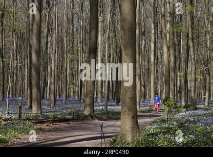 (180417) -- HALLE (BELGIO), 17 aprile 2018 -- Una donna visita il bosco di Halle, a Halle, in Belgio, 17 aprile 2018. Il legno di Halle è noto per le sue campane che sono in fiore per alcune settimane in primavera. BELGIUM-HALLE-SPRING-BLUEBELLS YexPingfan PUBLICATIONxNOTxINxCHN Foto Stock