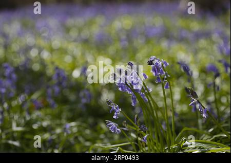 (180417) -- HALLE (BELGIO), 17 aprile 2018 -- foto scattata il 17 aprile 2018 mostra campane nel bosco di Halle, a Halle, in Belgio. Il legno di Halle è noto per le sue campane che sono in fiore per alcune settimane in primavera. BELGIUM-HALLE-SPRING-BLUEBELLS YexPingfan PUBLICATIONxNOTxINxCHN Foto Stock