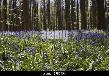 Themen der Woche KW16 Bilder des Tages (180417) -- HALLE (BELGIO), 17 aprile 2018 -- foto scattata il 17 aprile 2018 mostra campane azzurre nel bosco di Halle, a Halle, in Belgio. Il legno di Halle è noto per le sue campane che sono in fiore per alcune settimane in primavera. BELGIUM-HALLE-SPRING-BLUEBELLS YexPingfan PUBLICATIONxNOTxINxCHN Foto Stock