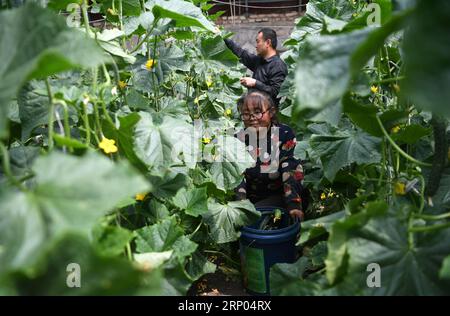 (180419) -- JIUQUAN, 19 aprile 2018 -- Farmer fan Lide (indietro) e sua moglie raccolgono verdure che crescono senza terra in una serra di un giardino agricolo nella Zongzhai Township della città di Jiuquan, provincia del Gansu della Cina nord-occidentale, 18 aprile 2018. Jiuquan è conosciuta per la siccità e le sabbie aride del deserto del Gobi. Il governo locale ha elaborato misure per aiutare gli agricoltori, tra cui la costruzione di serre e l'introduzione della coltivazione biologica senza soilless. I rifiuti vegetali e animali di provenienza locale sono utilizzati al posto del suolo e dei fertilizzanti nella coltivazione senza soilli nelle serre. Anche gli agricoltori locali adottano micro Foto Stock