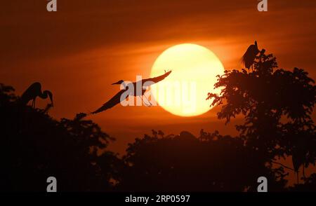 (180420) -- NANCHANG, 20 aprile 2018 -- le Egrets sono viste al Parco forestale di Xiangshan nella città di Nanchang, nella provincia del Jiangxi della Cina orientale, 19 aprile 2018. Centinaia di migliaia di garzette si sono sistemate nel parco per trascorrere la stagione della riproduzione. ) (Ry) CHINA-JIANGXI-NANCHANG-EGRETS (CN) WanxXiang PUBLICATIONxNOTxINxCHN Foto Stock