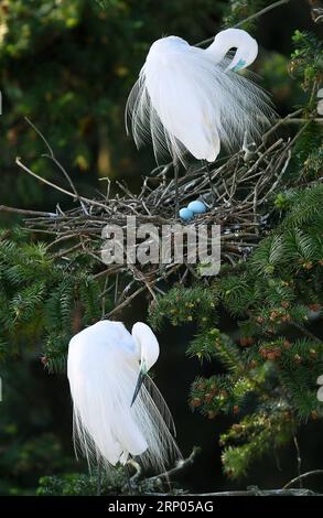 (180420) -- NANCHANG, 20 aprile 2018 -- Egrets Rest at the Xiangshan Forest Park in Nanchang City, East China S Jiangxi Province, 19 aprile 2018. Centinaia di migliaia di garzette si sono sistemate nel parco per trascorrere la stagione della riproduzione. ) (Ry) CHINA-JIANGXI-NANCHANG-EGRETS (CN) WanxXiang PUBLICATIONxNOTxINxCHN Foto Stock