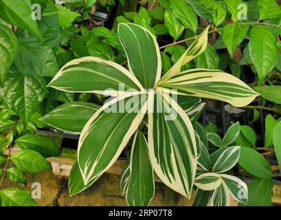 Bellissime ed uniche foglie verdi e bianche di variegato zenzero a spirale Foto Stock