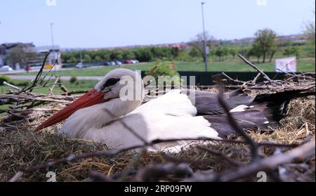 (180427) -- BRODSKI VAROS (CROAZIA), 27 aprile 2018 -- Malena, una cicogna senza volo, riposa nel suo nido nel villaggio di Brodski Varos, nella Croazia orientale, il 26 aprile 2018. La storia d'amore di Malena con la cicogna maschile Klepetan che migra ogni anno in agosto in Sud Africa e torna a marzo per il suo compagno negli ultimi 15 anni ha attirato l'attenzione dei media negli ultimi anni. ) CROATIA-BRODSKI VAROS-STORK ReljaxDusek PUBLICATIONxNOTxINxCHN Foto Stock