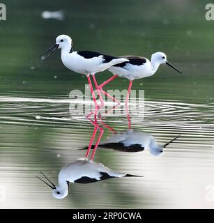 (180507) -- FUZHOU, 7 maggio 2018 -- due palafitte ad ali nere forgiano nella secca vicino a Anhai, città di Jinjiang, provincia del Fujian della Cina sud-orientale, 5 maggio 2018. ) (Zyd) CHINA-FUJIAN-STILTS (CN) MeixYongcun PUBLICATIONxNOTxINxCHN Foto Stock