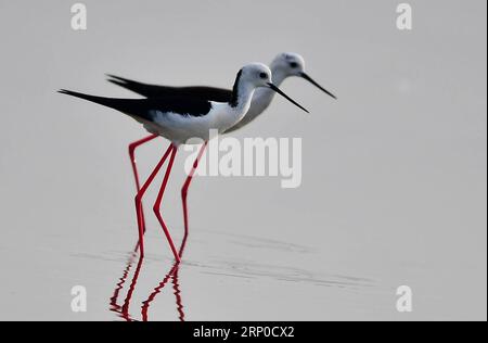 (180507) -- FUZHOU, 7 maggio 2018 -- due palafitte ad ali nere riposano nella secca vicino alla città di Anhai della città di Jinjiang, provincia del Fujian della Cina sud-orientale, 5 maggio 2018. ) (Zyd) CHINA-FUJIAN-STILTS (CN) MeixYongcun PUBLICATIONxNOTxINxCHN Foto Stock