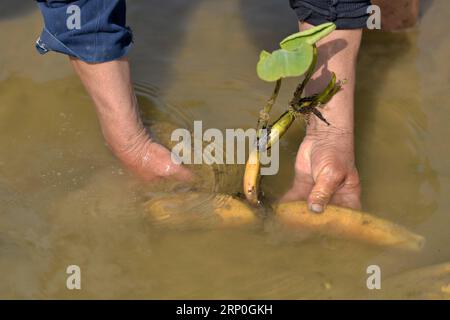 (180514) -- XINGTAI, 14 maggio 2018 -- Un agricoltore pianta radici di loto nel villaggio Zepan della contea di Longyao, provincia di Hebei, 14 maggio 2018. ) (Ry) CHINA-HEBEI-FARM WORK (CN) MuxYu PUBLICATIONxNOTxINxCHN Foto Stock