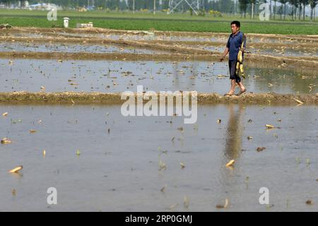 (180514) -- XINGTAI, 14 maggio 2018 -- Un agricoltore trasmette radici di loto per la piantagione al villaggio Zepan della contea di Longyao, nella provincia di Hebei nella Cina settentrionale, 14 maggio 2018. ) (Ry) CHINA-HEBEI-FARM WORK (CN) MuxYu PUBLICATIONxNOTxINxCHN Foto Stock