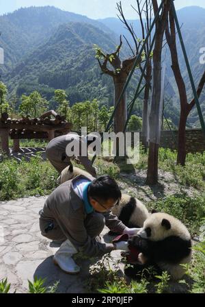 (180516) -- WOLONG, 16 maggio 2018 -- gli allevatori si prendono cura dei cuccioli di panda giganti nella base di protezione dei panda giganti di Shenshuping della riserva naturale nazionale di Wolong nella municipalità di Gengda, nella provincia del Sichuan della Cina sud-occidentale, 16 maggio 2018. La riserva di Wolong, a circa 30 chilometri dall'epicentro del devastante terremoto del 2008, è stata gravemente danneggiata nel disastro. Di conseguenza, alcuni panda che abitavano la riserva dovevano essere trasferiti negli zoo dopo il terremoto. Col passare degli anni, Wolong rimane ancora come habitat adatto per i panda giganti. Sponsorizzato dal governo dell'amministrazione speciale di Hong Kong Foto Stock