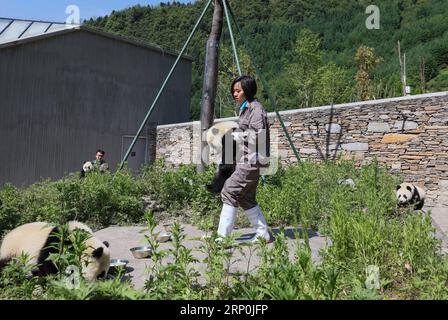 (180516) -- WOLONG, 16 maggio 2018 -- gli allevatori si prendono cura dei cuccioli di panda giganti nella base di protezione dei panda giganti di Shenshuping della riserva naturale nazionale di Wolong nella municipalità di Gengda, nella provincia del Sichuan della Cina sud-occidentale, 16 maggio 2018. La riserva di Wolong, a circa 30 chilometri dall'epicentro del devastante terremoto del 2008, è stata gravemente danneggiata nel disastro. Di conseguenza, alcuni panda che abitavano la riserva dovevano essere trasferiti negli zoo dopo il terremoto. Col passare degli anni, Wolong rimane ancora come habitat adatto per i panda giganti. Sponsorizzato dal governo dell'amministrazione speciale di Hong Kong Foto Stock