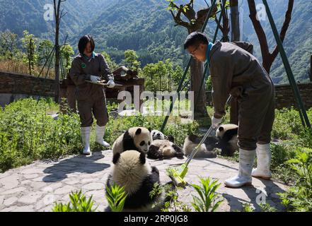 (180516) -- WOLONG, 16 maggio 2018 -- gli allevatori si prendono cura dei cuccioli di panda giganti nella base di protezione dei panda giganti di Shenshuping della riserva naturale nazionale di Wolong nella municipalità di Gengda, nella provincia del Sichuan della Cina sud-occidentale, 16 maggio 2018. La riserva di Wolong, a circa 30 chilometri dall'epicentro del devastante terremoto del 2008, è stata gravemente danneggiata nel disastro. Di conseguenza, alcuni panda che abitavano la riserva dovevano essere trasferiti negli zoo dopo il terremoto. Col passare degli anni, Wolong rimane ancora come habitat adatto per i panda giganti. Sponsorizzato dal governo dell'amministrazione speciale di Hong Kong Foto Stock