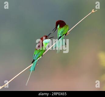 (180528) -- FUZHOU, 28 maggio 2018 -- sport per mangiatori di api dalla gola blu al villaggio di Houlou, Yangzhong Town, Youxi County, Fujian Province della Cina sudorientale, 28 maggio 2018. ) (Lb) CHINA-FUJIAN-ENVIRONMENT-WILD BIRD (CN) MeixYongcun PUBLICATIONxNOTxINxCHN Foto Stock