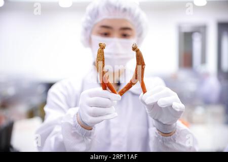 (180603) -- PECHINO, 3 giugno 2018 -- Un lavoratore mostra i ginsengs coreani rifilati nella fabbrica di ginseng Cheong-Kwan-Jang nella contea di Buyeo, nella provincia di Chungcheong meridionale, Corea del Sud, 30 maggio 2018. Secondo le ultime statistiche del Ministero sudcoreano dell'Agricoltura, dell'alimentazione e degli affari rurali, il valore delle esportazioni di ginseng del paese ha raggiunto 158,39 milioni di dollari nel 2017, una crescita del 18,7% su base annua. Il tipico processo di produzione dei ginsengs coreani di fama mondiale comprende principalmente pulizia, cottura a vapore, filtraggio, rifilatura e compattazione. ) XINHUA PHOTO WEEKLY CHOICES WANGXJINGQIAN Foto Stock