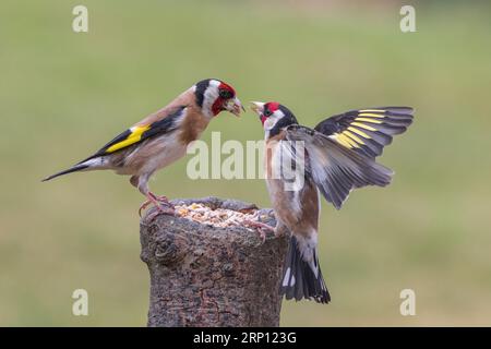 Golfinch europeo [ Carduelis carduelis ] uccelli adulti che combattono per la posizione di alimentazione sul ceppo esborsato Foto Stock