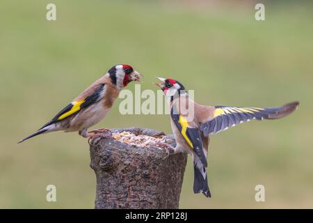 Golfinch europeo [ Carduelis carduelis ] uccelli adulti che combattono per la posizione di alimentazione sul ceppo esborsato Foto Stock