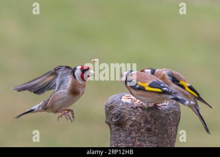 Golfinch europeo [ Carduelis carduelis ] uccelli adulti che combattono per la posizione di alimentazione sul ceppo esborsato Foto Stock