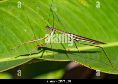 Grandi mantille marroni preghiere su una grande foglia verde tropicale. Foto Stock