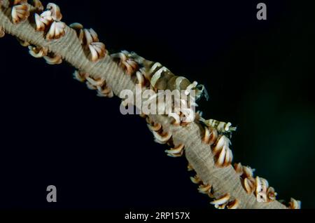 Anker's Whip Coral Shrimp, Pontonides ankeri, mimetizzati su Whip Coral, Alcyonacea Order, Monkey Reef Diving Site, Tulamben, Karangasem, Bali, Indonesia Foto Stock