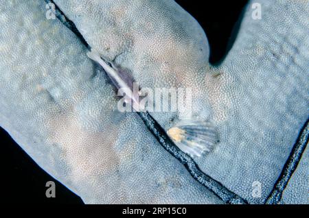 Sea Star Shrimp, Zenopontonia soror, and Parasitic Snail, Thyca cristallina, on Blue Starfish, Linckia laevigata, sito di immersione della Monkey Reef, Tulamben, Kar Foto Stock