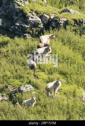 (180611) -- FOPING, 11 giugno 2018 -- i Takins sono visti nella regione montuosa della contea di Foping, nella provincia dello Shaanxi della Cina nord-occidentale, 9 giugno 2018. Il numero dei rari takin animali sta aumentando sotto protezione e miglioramento dell'ambiente. ) (Wyl) CHINA-SHAANXI-TAKINS (CN) ZhaoxJianqiang PUBLICATIONxNOTxINxCHN Foto Stock