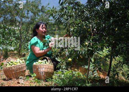 (180626) -- WUSHAN, 26 giugno 2018 -- Villager Liu Dechun vende prugne nel villaggio Quanfa della contea di Wushan a Chongqing, Cina sud-occidentale, 26 giugno 2018. Gli abitanti di Wushan piantarono circa 14.667 ettari di prugne, con una produzione annua di 300.000 tonnellate di prugne durante il periodo ad alta resa. Si prevede che il valore di rendimento raggiunga i tre miliardi di yuan (circa 457 milioni di dollari USA). )(mcg) CHINA-CHONGQING-PLUM HARVEST (CN) WangxQuanchao PUBLICATIONxNOTxINxCHN Foto Stock