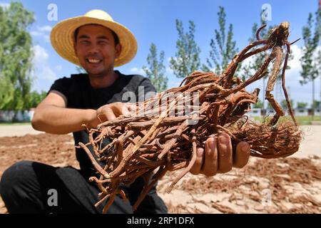 (180628) -- TANGSHAN, 28 giugno 2018 -- Un agricoltore mostra Danshen essiccato in cinese, o Salvia miltiorrhiza in latino, un'erba cinese indigena, nel villaggio di Tiangezhuang della città di Tangshan, nella provincia di Hebei nella Cina settentrionale, 27 giugno 2018. ) (Ry) CHINA-HEBEI-CHINESE HERB-PLANTATION (CN) MuxYu PUBLICATIONxNOTxINxCHN Foto Stock