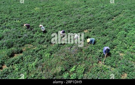 (180628) -- TANGSHAN, 28 giugno 2018 -- foto aerea scattata il 27 giugno 2018 mostra gli agricoltori che lavorano nel campo piantato con Danshen in cinese, o Salvia miltiorrhiza in latino, un'erba cinese indigena, nel villaggio di Tiangezhuang della città di Tangshan, nella provincia di Hebei nella Cina settentrionale, 27 giugno 2018. ) (Ry) CHINA-HEBEI-CHINESE HERB-PLANTATION (CN) MuxYu PUBLICATIONxNOTxINxCHN Foto Stock