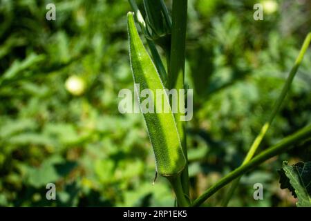 L'okra succulento, noto in alcuni paesi di lingua inglese come Lady's Fingers, è una pianta in fiore della famiglia mallow originaria dell'Africa orientale. Foto Stock