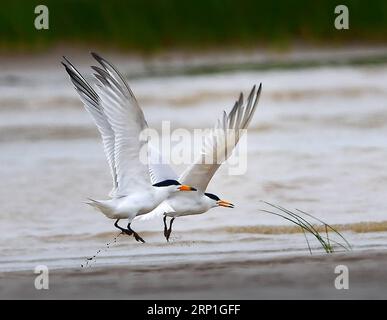 (180705) -- FUZHOU, 5 luglio 2018 -- due cisterne cinesi a cresta giocano sulla zona umida del fiume Minjiang nella provincia del Fujian della Cina sudorientale, 2 giugno 2018. La terna crestata cinese è una specie a rischio critico. ) (Zyd) CHINA-FUJIAN-CHINESE CRESTED TERN (CN) MeixYongcun PUBLICATIONxNOTxINxCHN Foto Stock