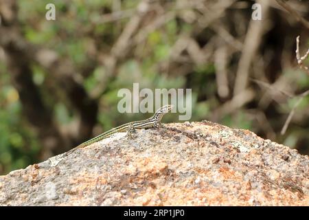 Una lucertola muraria tirrenica (Podarcis tiliguerta) su una pietra in Sardegna Foto Stock