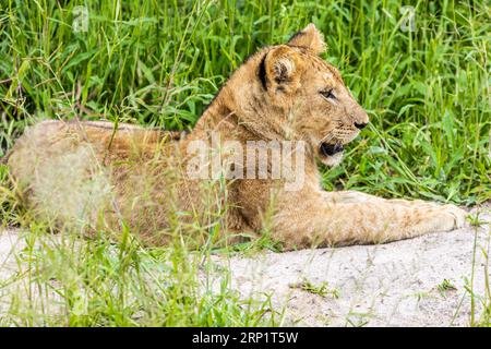 Un cucciolo di leone in cima a un tumulo sabbioso, che guarda intensamente in lontananza con un'espressione accattivante Foto Stock