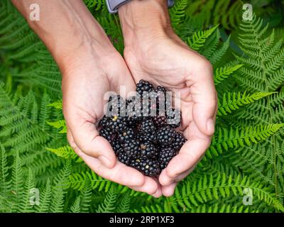 Bacche nere selvatiche appena raccolte in mani femminili. Le mani delle donne raccolgono le more mature da vicino Foto Stock