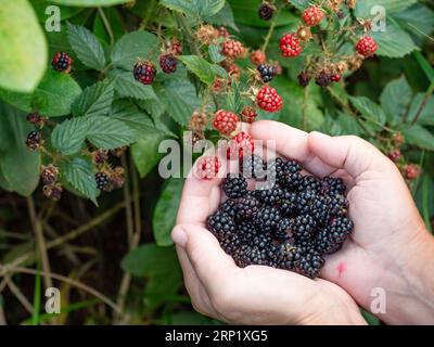 Bacche nere selvatiche che crescono ramoscello di maturazione cibo naturale - giardino fresco. Mazzo di frutti di mora maturi - ramo di Rubus fruticosus Foto Stock