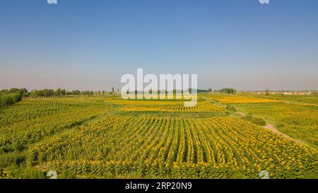 (180809) -- BAYANNUR, 9 agosto 2018 -- foto aerea scattata il 9 agosto 2018 mostra lo scenario del campo di girasole nella contea di Wuyuan a Bayannur, nella regione autonoma della Mongolia interna della Cina settentrionale. Il girasole è il principale raccolto economico della contea di Wuyuan e il paesaggio del campo di girasole attrae molti turisti. (Zyd) CINA-MONGOLIA-BAYANNUR-TURISMO (CN) PengxYuan PUBLICATIONxNOTxINxCHN Foto Stock