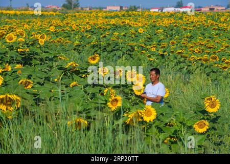 (180809) -- BAYANNUR, 9 agosto 2018 -- Un villaggio controlla il girasole nella contea di Wuyuan a Bayannur, regione autonoma della Mongolia interna della Cina settentrionale, 9 agosto 2018. Il girasole è il principale raccolto economico della contea di Wuyuan e il paesaggio del campo di girasole attrae molti turisti. (Zyd) CINA-MONGOLIA-BAYANNUR-TURISMO (CN) PengxYuan PUBLICATIONxNOTxINxCHN Foto Stock