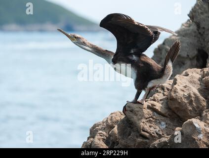 European Shag, Mediterranean Shag, Gulosus aristotelis, Gulosus aristotelis desmarestii, ali allungate, Corfù, Grecia, Mediterraneo, Europa Foto Stock